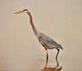 Large Blue Heron standing in the mud flats