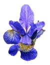 Large blue iris bloom isolated on white Royalty Free Stock Photo