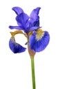 Large blue iris flower isolated on white Royalty Free Stock Photo