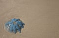 Jellyfish Large Blue on White Sand