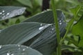 Large hosta leaf with dew drops after rain on a background of green plants in the garden 2 Royalty Free Stock Photo