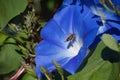 Large Blue Morning Glory Bloom with Honey Bee Royalty Free Stock Photo