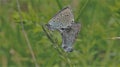 Large blue Phengaris arion