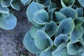 Large blue plantain lily leaves