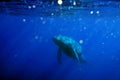 Large blue whale blending in to dark blue water Royalty Free Stock Photo