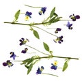 Large blue and white flowers pressed dry pansy Royalty Free Stock Photo