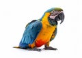 Large blue and yellow macaw tropical parrot on white background.Macro.AI Generative Royalty Free Stock Photo