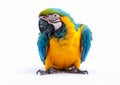 Large blue and yellow macaw tropical parrot on white background.Macro.AI Generative Royalty Free Stock Photo