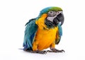 Large blue and yellow macaw tropical parrot on white background.Macro.AI Generative Royalty Free Stock Photo