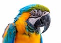 Large blue and yellow macaw tropical parrot on white background.Macro.AI Generative Royalty Free Stock Photo