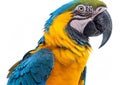 Large blue and yellow macaw tropical parrot on white background.Macro.AI Generative Royalty Free Stock Photo