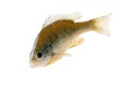 A large Bluegill sunfish Lepomis macrochirus, close-up