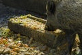 Large boar at feeding trough