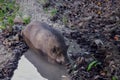 A large boar or hog sleeping in the mud Royalty Free Stock Photo