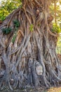 Large bodhi tree with Buddha Head in Tree Roots at Wat Mahathat Temple Ayutthaya Thailand. Is the most popular place Royalty Free Stock Photo