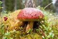 Large pine bolete in green moss