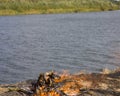 A large bonfire with fire sparks of flame on the banks of the river. Burned grass by the fire. Close-up Royalty Free Stock Photo
