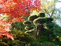 Bonsai tree and red maple tree in the Japanese Garden in autumn, Wroclaw, Poland Royalty Free Stock Photo