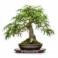 Bamboo Bonsai Tree Care Guide: White Background, Naturalistic Proportions, Dogon Art