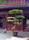 Large bonsai tree in Yuyuan gardens, Shanghai, China Royalty Free Stock Photo