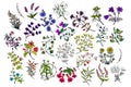 Large botanical set, hand drawing. Vector stock illustration eps10.