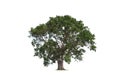 Large Bothi tree on isolated white background Royalty Free Stock Photo