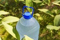 A large bottle of fresh, clean drinking water stands in the forest next to the sprouts of lily of the valley flowers Royalty Free Stock Photo
