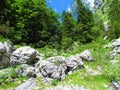Large boulder or glacial erratics standing in front of low bush vegetation and a mostly broadleaf forest Royalty Free Stock Photo
