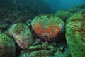 Large boulders on sea bottom Royalty Free Stock Photo