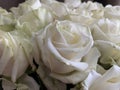 A large bouquet of blossoming flowers, close-up. Background texture: buds of white roses in a vase. Blooming spring flowers Royalty Free Stock Photo