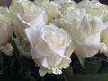 A large bouquet of blossoming flowers, close-up. Background texture: buds of white roses in a vase. Blooming spring flowers Royalty Free Stock Photo