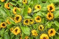 A large bouquet of bright yellow sunflowers. Background. Space for text. Close-up Royalty Free Stock Photo