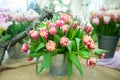 Large bouquet of delicate pink red tulips in a bucket . Greeting card, hello spring Royalty Free Stock Photo