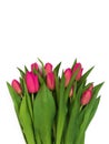 Large bouquet of fresh pink, purple, crimson, lilac tulips, isolated on white background Royalty Free Stock Photo