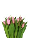 Large bouquet of fresh pink, purple, crimson, lilac tulips, isolated on white background Royalty Free Stock Photo