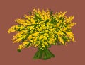 A large bouquet of mimosa, yellow acacia flowers. Sketch-style illustration.