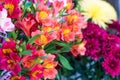 A large bouquet of multi-colored alstroemerias in the flower shop are sold in the form of a gift box. Colorful Alstroemeria flowe Royalty Free Stock Photo