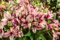 Large bouquet of pink white flowers Alstroemeriasa