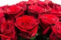 large bouquet of red rose isolated on white Royalty Free Stock Photo