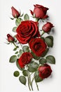 large bouquet of red roses a lot on a white background. Royalty Free Stock Photo