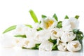 Large bouquet of wet white tulips