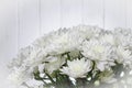 Large bouquet of white chrysanthemums with green stalks stands against a white wooden wall Royalty Free Stock Photo