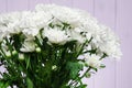 Large bouquet of white chrysanthemums with green stalks stands against a white wooden wall Royalty Free Stock Photo