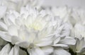 Large bouquet of white chrysanthemums with green stems stands against a white wooden wall. close-up Royalty Free Stock Photo