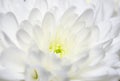 Large bouquet of white chrysanthemums with green stems stands against a white wooden wall. close-up Royalty Free Stock Photo