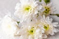 Large bouquet of white chrysanthemums with green stems stands against a white wooden wall. close-up Royalty Free Stock Photo