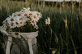 A large bouquet of white daisies stands in a white cloth bag in a field of green wheat Royalty Free Stock Photo