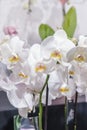 Large bouquet of white large orchids. Close up. Royalty Free Stock Photo