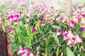 A large bouquet of white and pink orchids. Close up. Royalty Free Stock Photo