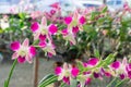 A large bouquet of white and pink orchids. Close up. Royalty Free Stock Photo